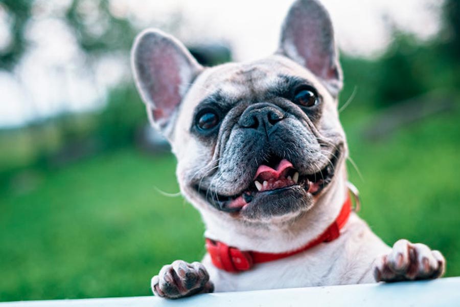 Come scegliere il giusto collare antiparassitario per cani?