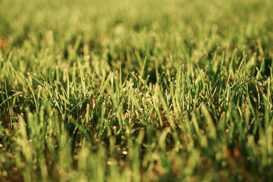 Guida alla pulizia efficace dell’erba sintetica per un giardino perfetto